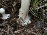 Amanita brunnescens image
