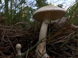 Amanita brunnescens image