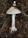 Amanita brunnescens image