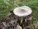 Amanita brunnescens image