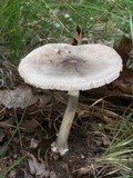 Amanita brunnescens image