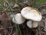 Amanita brunnescens image