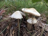 Amanita brunnescens image