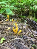 Microglossum rufum image
