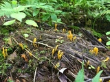 Microglossum rufum image