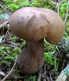 Tylopilus plumbeoviolaceus image