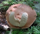 Tylopilus badiceps image