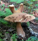 Tylopilus badiceps image