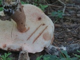 Tylopilus badiceps image