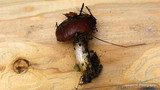 Gomphidius subroseus image