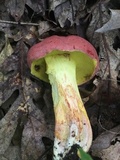 Boletus roodyi image