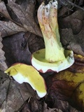Boletus roodyi image