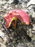 Boletus roodyi image