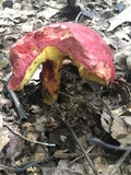 Boletus roodyi image
