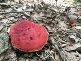 Boletus roodyi image