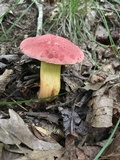 Boletus roodyi image