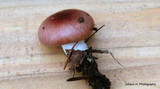 Gomphidius subroseus image