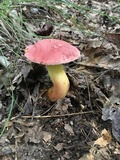 Boletus roodyi image