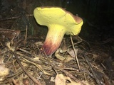 Boletus roodyi image