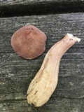 Tylopilus badiceps image