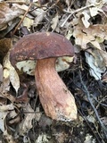 Tylopilus badiceps image
