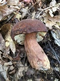 Tylopilus badiceps image