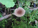 Lactarius griseus image