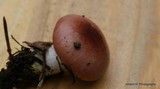 Gomphidius subroseus image