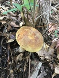Boletus vermiculosoides image