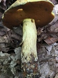 Boletus vermiculosoides image