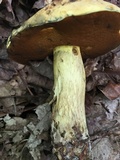 Boletus vermiculosoides image