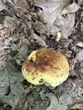 Boletus vermiculosoides image