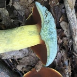 Boletus vermiculosoides image