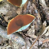 Boletus vermiculosoides image