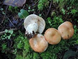 Russula compacta image