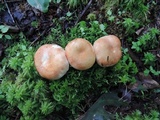 Russula compacta image