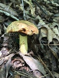 Boletus vermiculosoides image