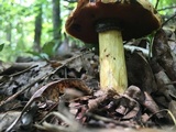 Boletus vermiculosoides image