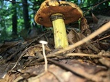 Boletus vermiculosoides image