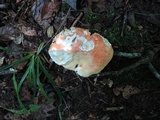 Russula flavisiccans image