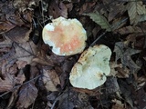 Russula flavisiccans image