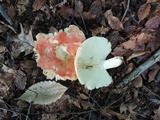 Russula flavisiccans image