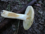 Russula ochroleucoides image