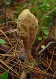 Clavariadelphus pistillaris image