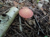 Suillus spraguei image