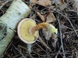 Suillus spraguei image