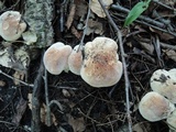 Leucopaxillus tricolor image
