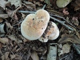 Leucopaxillus tricolor image