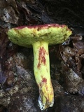 Boletus roodyi image