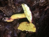 Boletus roodyi image